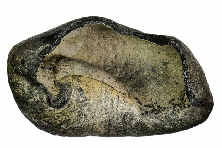 Fossil Whale Ear Bone - Miocene #109245
